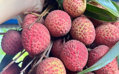 Vải thiều đầu vụ bán 60.000 đồng/kg