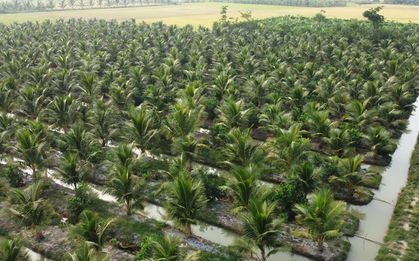 Loại quả bình dân của Việt Nam được Trung Quốc, Mỹ săn lùng, ví như "vàng xanh", Bến Tre trồng cực nhiều