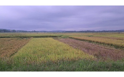 Hà Tĩnh: Người đàn ông bị sét đánh tử vong khi đang thu hoạch lúa trên đồng