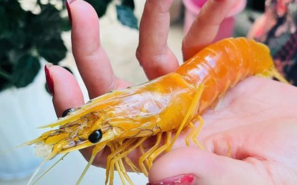 Nông dân ở Cà Mau phát hiện con tôm sú vàng độc lạ