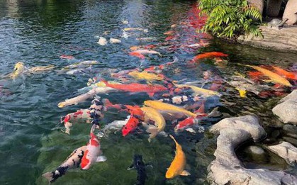 Đàn cá Koi hơn 1 tỷ đồng bất ngờ chết hàng loạt, người phụ nữ sốc nặng khi biết lý do