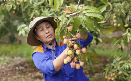 Hải Dương mở cửa vườn, xuất khẩu lô vải đầu tiên năm 2025