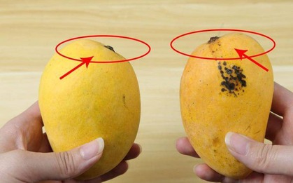 Dân buôn xoài có 4 mẹo chọn xoài chuẩn, chín ngọt tự nhiên, quả nào thịt cũng dày mà hạt siêu lép