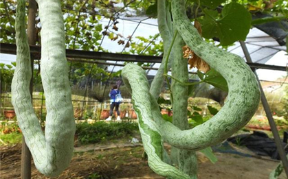 4 loại quả "không thuốc trừ sâu" lại bổ như sâm, chợ Việt nào cũng có