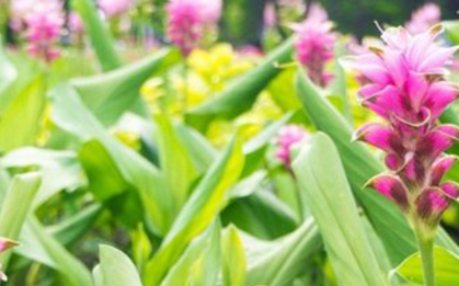 Một ‘mỏ vàng dưới lòng đất’ vừa mang về cho Việt Nam hơn 500 tỷ đồng: Chỉ dưới 10 quốc gia trên thế giới sở hữu, nước ta có hơn 50.000 ha