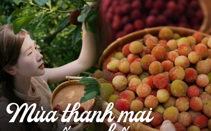 Mùa thanh mai chín rộ: Thứ quả chua ngọt đẹp như mơ, ăn ngon lại tốt cho sức khỏe