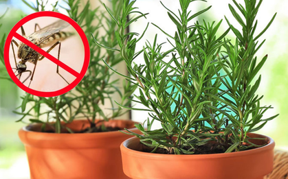 Đốt nhang muỗi rất độc, cứ trồng 6 cây này: Muỗi "cao chạy xa bay", nhà thơm phức suốt hè