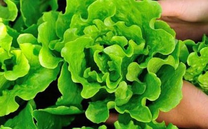 Những loại rau mùa hè dễ nhiễm ký sinh trùng