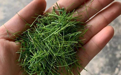 Đừng chỉ ăn quả, lá loại cây này quý như "nhân sâm người nghèo" ở quê mọc um tùm