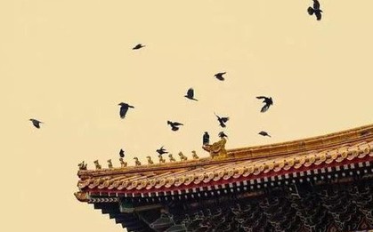 Vì sao cứ tới nửa đêm, Tử Cấm Thành lại đầy quạ đen bay đến?