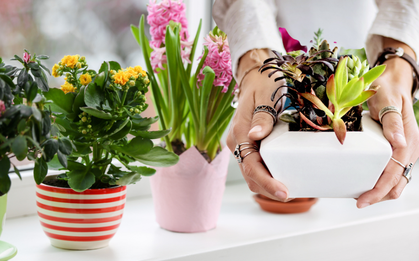 Cây nhỏ để bậu cửa sổ - nhìn tưởng cho đẹp thôi mà ai ngờ lại giữ vía tốt, hút tài đều đều