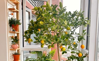 Ngoài ăn quả, loại cây này còn có lá được ví như "thần dược chữa bệnh", trồng dễ như trở bàn tày!