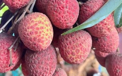Nhóm người nên hạn chế ăn vải