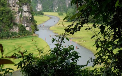 Tháng 6 về Tam Cốc: Dạo thuyền ngắm lúa vàng, nghe hồn quê vọng lại