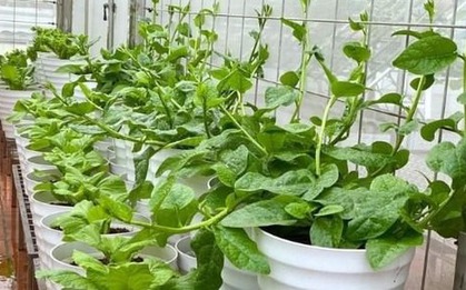 Rau dại một thời giờ là "vua mùa hè", nhà nào cũng đua nhau trồng, chẳng cần chăm vẫn xanh um