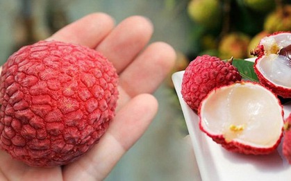 Dấu hiệu nhận biết quả vải bị sâu đầu, chỉ cần liếc mắt nhìn là nhận ra, không ai lừa nổi mình!