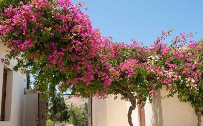 Tháng 6 nhớ cắt tỉa cây hoa giấy theo 3 cách này để cây nở hoa to rực rỡ