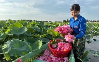 'Biến' vùng đất hoang hóa thành đầm sen thu tiền triệu mỗi ngày