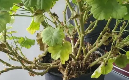 4 loại cây hay "giả chết" vào mùa nóng, nếu biết cách chăm sẽ sớm nở hoa