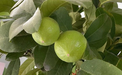 Bí quyết trồng chanh là phải lười; càng bỏ bê, quả càng sai chi chít