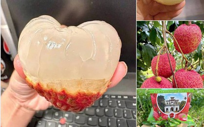 Loạn giá vải trứng Hưng Yên: Nơi 240.000 đồng/kg, nơi chỉ 45.000 đồng/kg, chuyện gì đây?