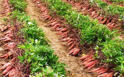 2 thứ trên cây khoai lang xưa chỉ cho heo ăn nay được “săn lùng” vì ăn vào phòng ung thư phổi và ung thư vú