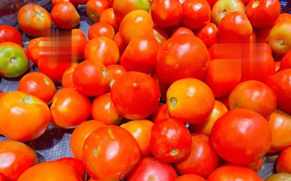 Khi mua cà chua, nên chọn quả tròn hay nhọn? Một nông dân trồng rau giàu kinh nghiệm sẽ chỉ chọn loại này