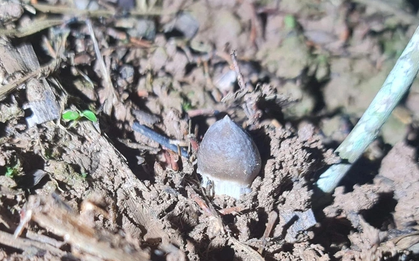 "Báu vật" mọc từ lòng đất: Từ đồ ăn dân dã thành đặc sản bạc triệu, thương lái săn đón ngay trong đêm