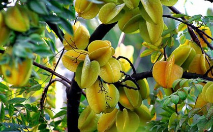 Ông bà dặn: "Trồng cây là trồng phúc, giữ cây là giữ lộc" - 3 cây này dù khó đến mấy cũng đừng chặt
