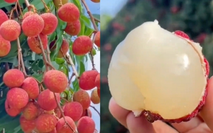 Một phụ nữ phải đi cấp cứu vì ăn hơn 100 quả vải: Có thể ăn tối đa bao nhiêu quả vải một ngày?