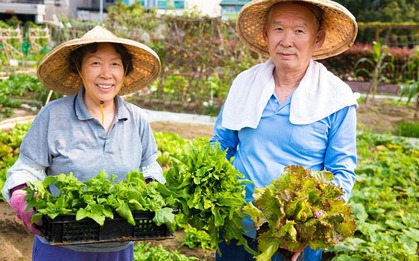 2 loại rau người Nhật xem như "thuốc tiên": Ở chợ Việt bán đầy, giá rẻ không tưởng