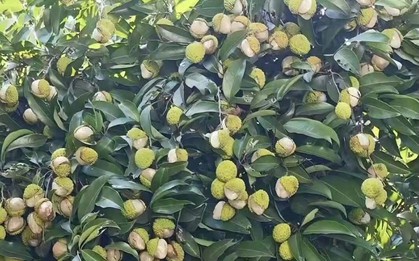 Xuất hiện loại vải "gây lú" mùa hè: Nhìn tưởng đột biến, ai ngờ lý do lại khiến dân mạng vừa buồn cười vừa thương