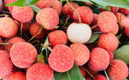 Vải thiều Việt Nam lên kệ siêu thị Đức