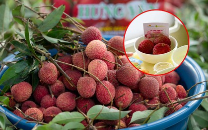 Vải trứng Hưng Yên được mang bán trên trời!