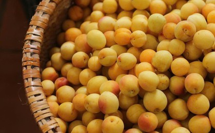Mơ vàng vào mùa, dân Hà Thành "xếp hàng" chờ mua