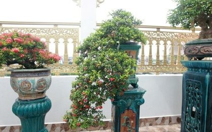 Cây dại cho hoa và quả đẹp mắt bất ngờ hóa bonsai tiền tỷ, được ví như "hòn ngọc Viễn Đông"