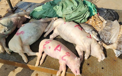 Hình ảnh xác heo nằm la liệt dưới kênh dẫn nước ở Bình Dương: Họ sợ tốn kém!