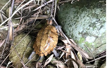 Loài vật vô cùng quý hiếm được người Việt tìm thấy, lập tức báo cảnh sát: Trước đây sống nhiều ở Trung Quốc