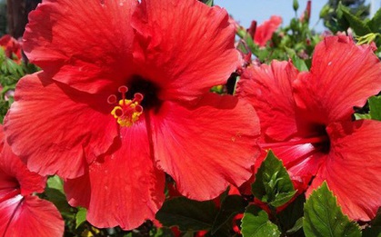 Người giàu không bao giờ trồng 3 cây này ở ban công, người nghèo lại chẳng để ý