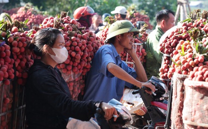 Sáng mùng 1 âm lịch, người dân Bắc Giang bàng hoàng vì giá vải bỗng dưng giảm mạnh, chỉ còn 3.000 đồng/kg