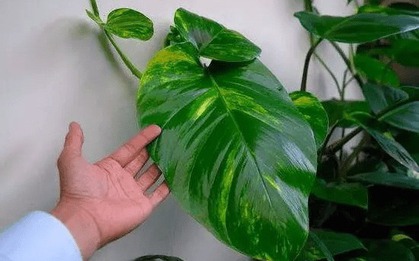 6 cây hoa này tốt nhất KHÔNG NÊN trưng trong nhà, vì "hoa càng thịnh người càng suy"