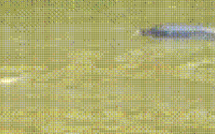 CLIP: Cá heo xuất hiện trên sông ở Cà Mau?