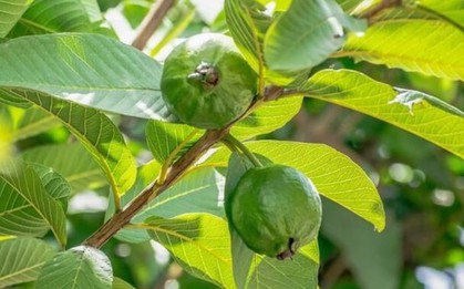Việt Nam có loại lá chống rụng tóc, củng cố chân tóc cực tốt: Biết dùng còn khỏe tim mạch, tiêu hóa