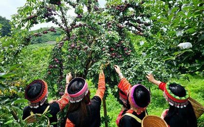Ngẩn ngơ trước rừng mận chín đỏ ở Mộc Châu