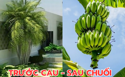 Ông bà dặn kỹ: "Trước cau sau chuối" - Sự thật là gì mà người nhà giàu không dám đảo ngược?