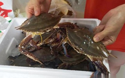 Thích ăn cua nhưng không biết cách chọn? 2 mẹo mua cua từ lão ngư, con nào cũng tươi ngon, chắc thịt!