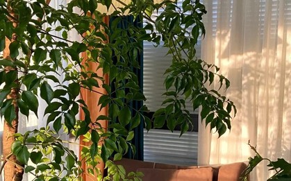 Khuyên thật lòng: Phòng khách trồng đúng 3 cây này, vượng khí dâng cao, tiền về như nước