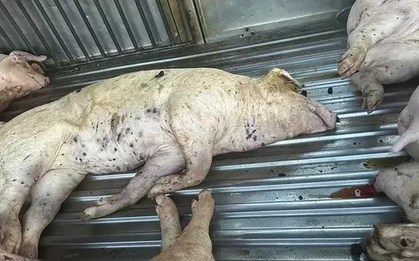 Lời khai của tài xế xe tải mua lợn chết đưa đến lò mổ tiêu thụ