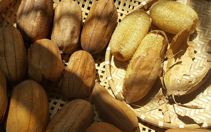 Thứ đặc sản xưa rụng thối gốc không ai nhặt, nay quý như "mỏ vàng" nhặt bán gần 1 triệu/kg