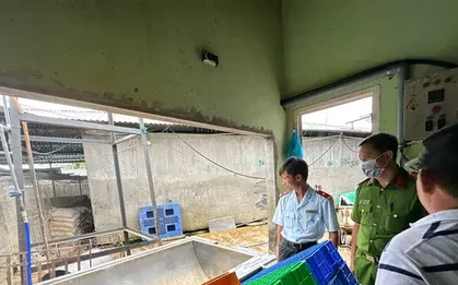 Lùm xùm vụ C.P: Kết quả kiểm tra lò mổ bị "tố" có heo bệnh